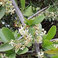 Confetti Tree, Gymnosporia senegalensis, face photo © Michael Plagens