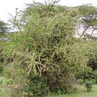 habit of Gymnosporia senegalensis photo © Michael Plagens