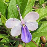 Blue Whiskers, Bilaterally symetrical flowers of Rotheca, Kenya, photo © Michael Plagens