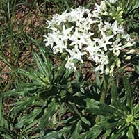 Cynoglossum coeruleum photo © Michael Plagens