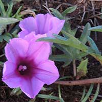 ipomoea with palmately lobed leaves, photo © Michael Plagens