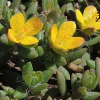 Portulaca quadrifida photo © Mike Plagens