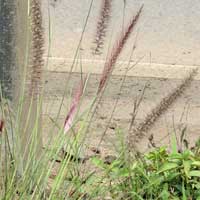 Fountain Grass, Pennisetum sp., in Kenya, photo © Michael Plagens