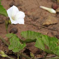 Bindweed, Convolvulus sagittatus photo © Michael Plagens