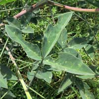 Crotalaria laburnifolia photo © Michael Plagens