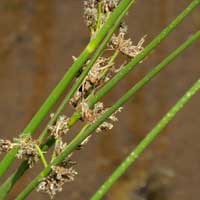 Species of rush, Juncus, in Kenya, photo © Michael Plagens