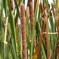 Typha capensis flower/seed spikes in Kenya, photo © Michael Plagens