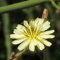 a weedy relative of lettuce, Lactuca sp., photo © Michael Plagens