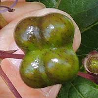 Four-lobed fruit of Rotheca, Kenya, photo © Michael Plagens