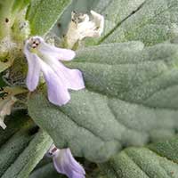 low-growing mint with silvery leaves, Ajuga, Kenya, photo © Michael Plagens