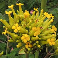 Kalanchoe from west Kenya photo © Michael Plagens