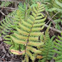 A wood fern, Dryopteris sp, photo © Michael Plagens