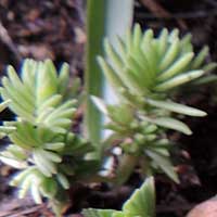 Crassula schimperi photo © Michael Plagens