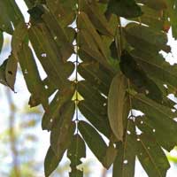 Millettia dura leaf photo © Michael Plagens