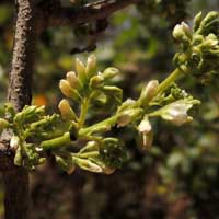 Dalbergia melanoxylon photo © Michael Plagens