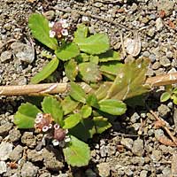 Phyla nodiflora from Kenya, photo © Michael Plagens