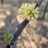 False Umbrella Thorn, Vachellia reficiens, photo © Michael Plagens