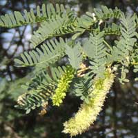 Mesquite, Prosopis juliflora, photo © Michael Plagens