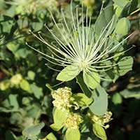 Capparis near Lake Baringo, Kenya, photo © Michael Plagens