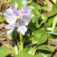 Water Hyacinth, Eichhornia crassipes, photo © Michael Plagens