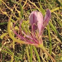 Cleome in Nairobi, Kenya, photo © Michael Plagens