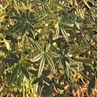 Cleome in Nairobi, Kenya, photo © Michael Plagens