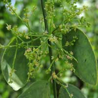 Celastraceae, perhaps Hippocratea, photo © Mike Plagens