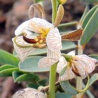 flower detail of Cryptosepalum, photo © Michael Plagens