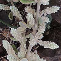 Aerva lanata, Amaranthaceae, photo © Michael Plagens