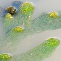 Water Milfoil, Myriophyllum, from Kenya, photo © Michael Plagens