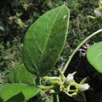 a Milkweed Vine from near Lake Elementaita, photo © Michael Plagens