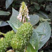 prickly fruit mint, Pycnostachys, Kenya, photo © Michael Plagens