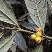 Pauridiantha in Kenya, photo © Michael Plagens