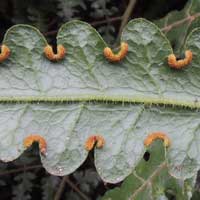 A Brake fern, Pteris sp, photo © Michael Plagens