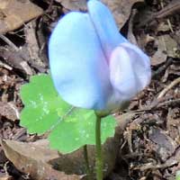 Shamrock Pea, Parochetus communis, photo © Michael Plagens