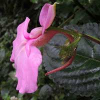 Mostly pink Impatiens marked with pink, photo © Michael Plagens