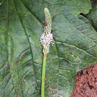 a Plantago, possibly P. major, from Kenya, photo © Michael Plagens