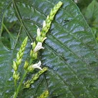 a Acanthaceae with small blooms in dense spikes from Kenya, photo © Michael Plagens