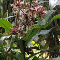 Dracaena fragrans from Kenya, photo © Michael Plagens