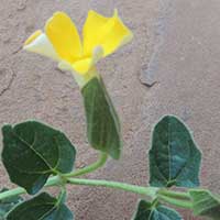 Thunbergia sp from Elgeyo Escarpment, Kenya, photo © Michael Plagens