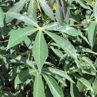 Cassava, Manihot esculenta, photo © Michael Plagens