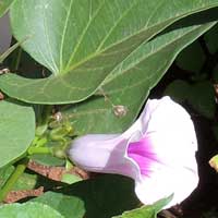 Sweet Potato, Ipomoea batatas, photo © Michael Plagens