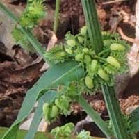 Rumex nepalensis photo © Michael Plagens