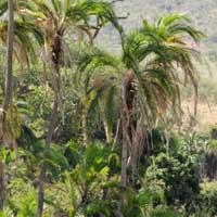 Reclining Date Palm in Kenya, photo © Michael Plagens