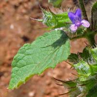 A mint, Plectranthus, photo © Michael Plagens