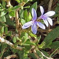 a possible Justicia, Acanthaceae, from Kenya, photo © Michael Plagens