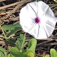 Ipomoea morning-glory, a leafy vine, photo © Michael Plagens