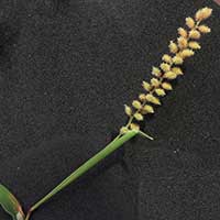 Burr Grass/Carrot-seed Grass, Tragus sp., photo © Michael Plagens