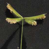 Crowfoot, Dactyloctenium aegyptium, in Kenya, photo © Michael Plagens