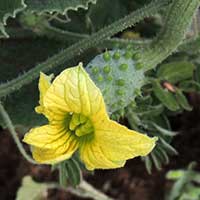 wild cucumber from Voi photo © Michael Plagens